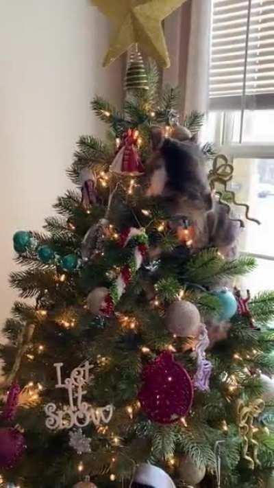 We almost made it to Christmas without a tree incident….