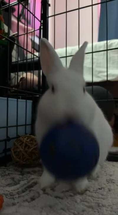 Yuki has cheated the system! He no longer rolls the treat ball anymore.