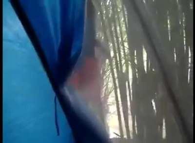 Porque lá não tem peixe 🤔