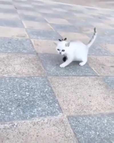 Sugar glider destroys hostile hitcat