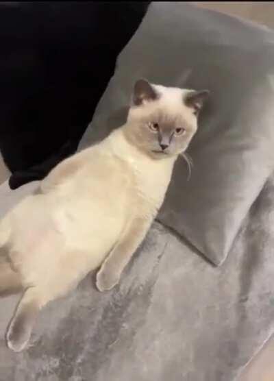 Existential crisis cat