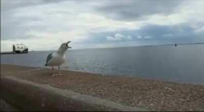 At least now we know they have humor