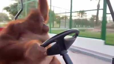 Orangutan driving golf cart