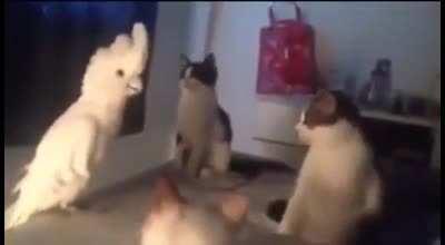 4 cats casually having a conversation