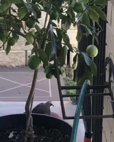 This bird playing with a basketball just for the fun of it