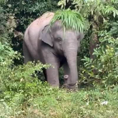 Elephant gives itself a grass haircut