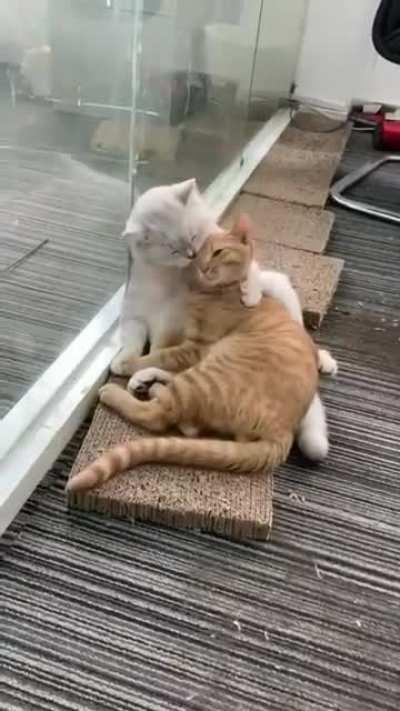 Two cats chillin' and cuddling