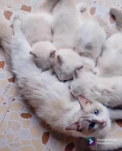 Her milk is ears wiggling good