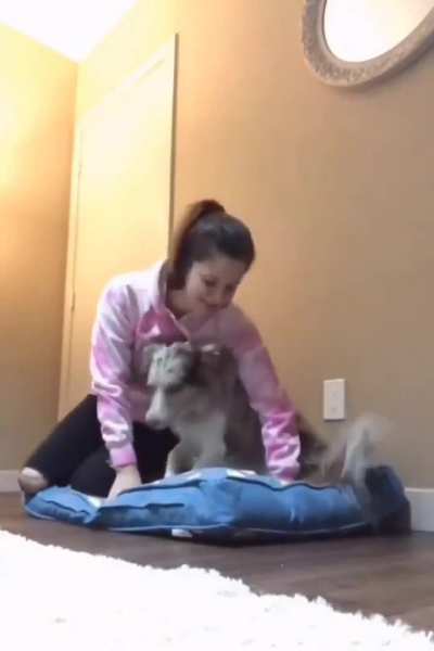 Dog's reaction when you sleep on their bed..