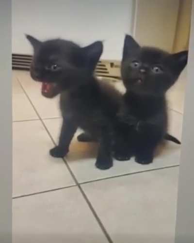 New from Void distribution system.meow. Dueling Voidlings Wake-up time for feedings purrlarms!