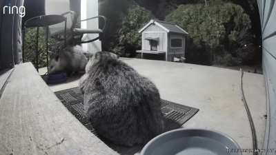 My Visitors are Very Chill