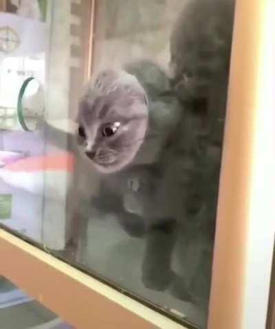 If a cat can fit its head through something it can go through it, just a theory though