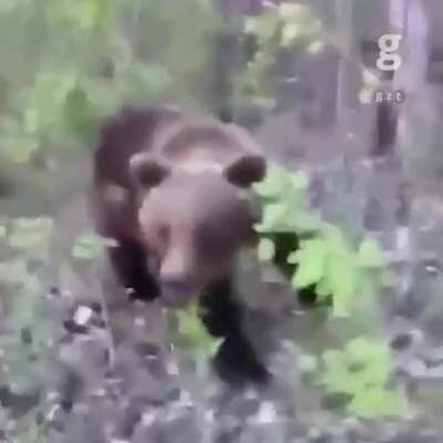 Idiot gets lucky as bear attacks him after he kicked the bear in the behind
