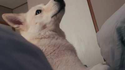 My husky girl politely asking for some pets