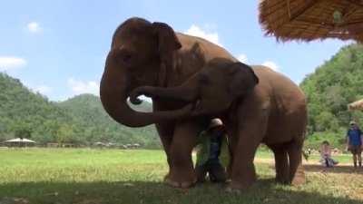 Elephant insists her caretaker stops spending time with visitors and comes sing a lullaby to a baby elephant