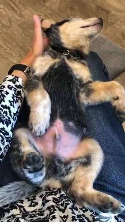 Ready? Found video of baby Leap, dreaming of you all petting him 🥰🤗. No sound needed 🤪