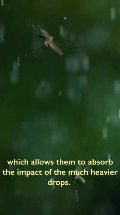 How do mosquito survive in rain