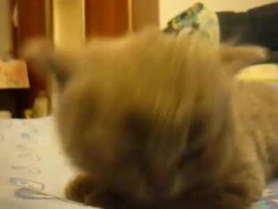 When your kitty is on 1% battery