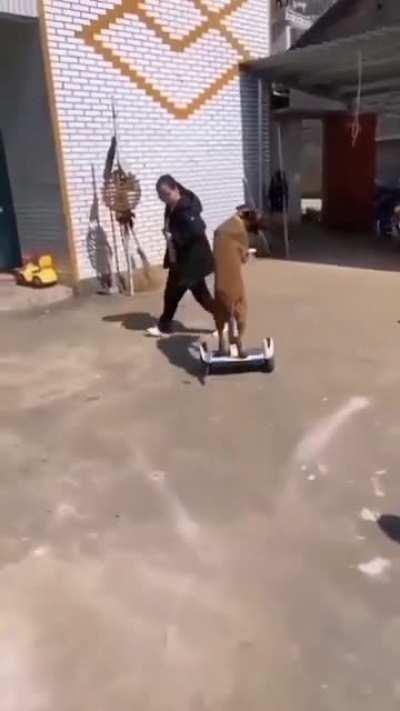 HAHAHAHAHAHAHAHHAHAHA