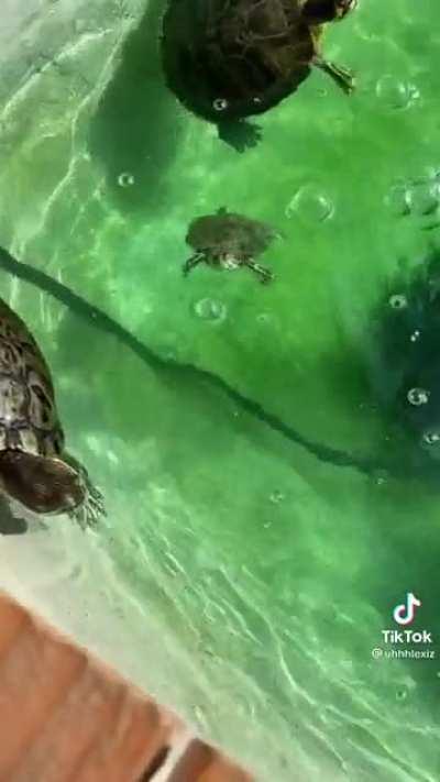 Sooo dreamy. Thought I might share here. From Tiktok user @uhhhlexiz