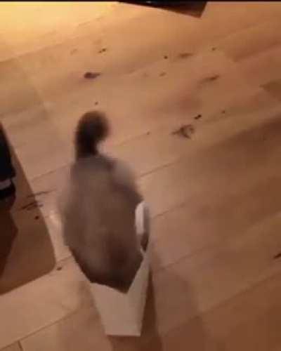 Not sure what the endgame was, but it appears to be a successful catculation.