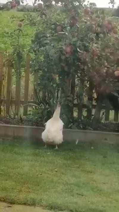 Persistent chicken getting a treat
