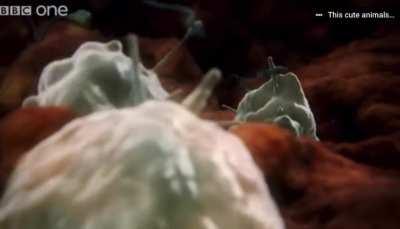 Sperms attacked by woman's immune system