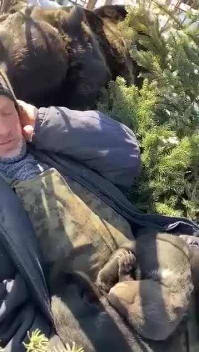 Momma bear and her cubs cuddling to a hooman