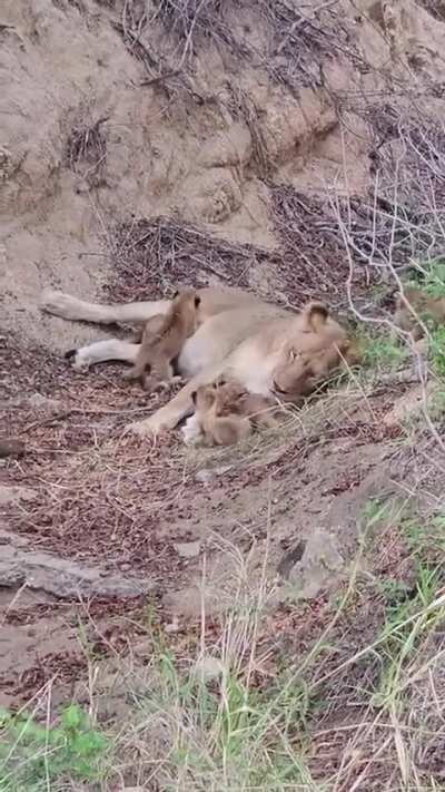 Morning magic Our very first sighting of the Nkuhuma Cubs - just 2-3 weeks old! Their mother had them tucked away in the drainage line, and today, we finally got to meet them! Five tiny cubs and six females close by, keeping watch over the newest generati