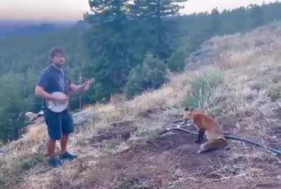 A passing fox sits to listen to the music