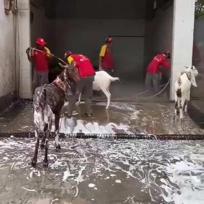 Goat Wash walk-through