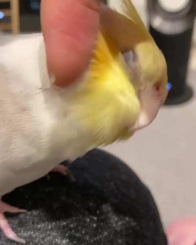 The scritch that reminds you that happy chickens are the best chickens, even when they're dinosaur
