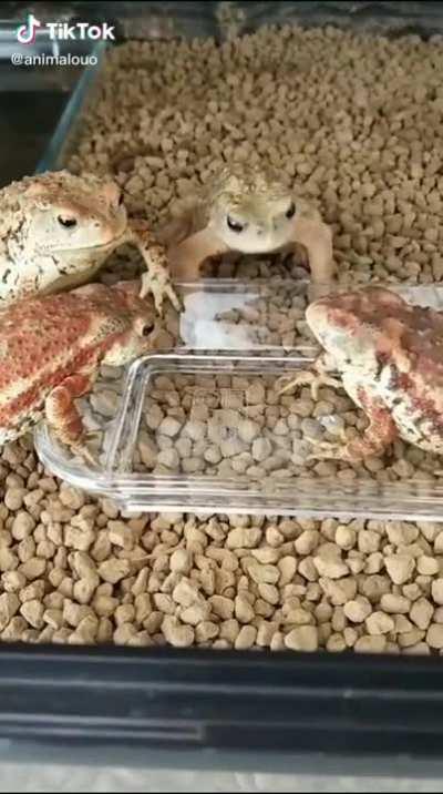 Probably shouldn't have eaten it first without considering side effects