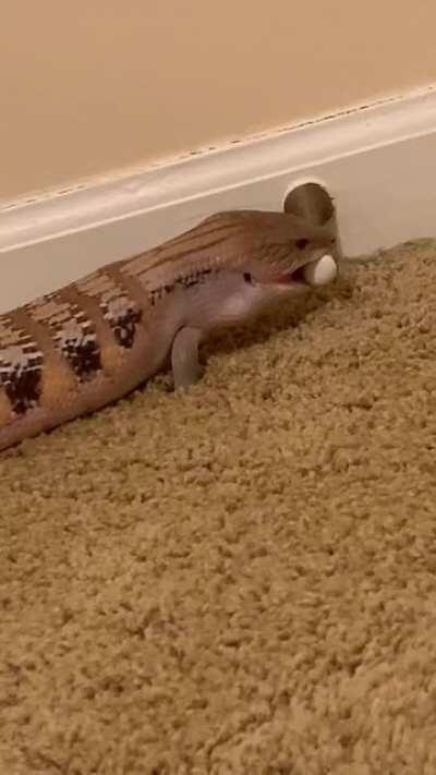 My skink is obsessed with the doorstop