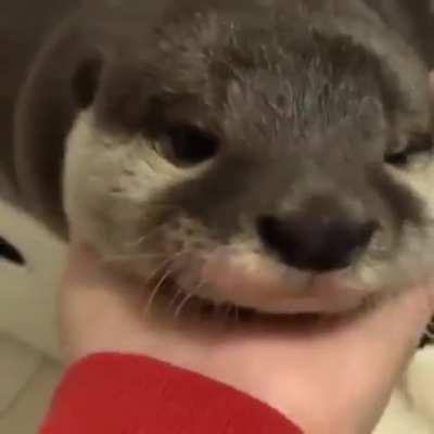 DON'T CRY, DEAR OTTER ... I LUV YA
