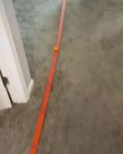 Poor dog and did not know what was happening