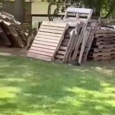 More chicken antics from one of my favorite subs.