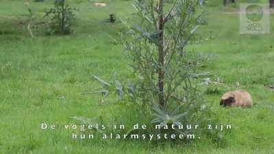 It's unclear how guinea pigs ever got their name. They are not from Guinea and they are not closely related to pigs. Guinea pigs, or cavies, are actually rodents originating in the Andes of South America. Oddly they don't exist naturally in the wild. Here