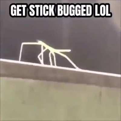 Thanks I love surprise wiggles and a funky tune