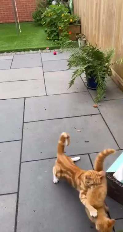 Heat Seeking Ginger Missile