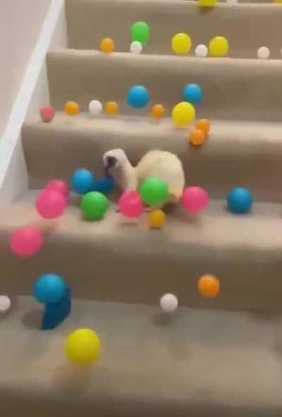 Хорек в шоке