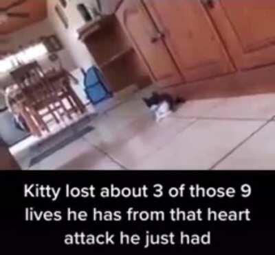 Kitty will never forgive this person