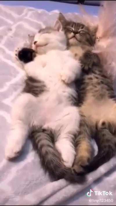 When they sleep it's the most beautiful 🤗😍