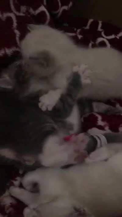 Baby beans are starting to play now that their eyes and ears are open 😻💕