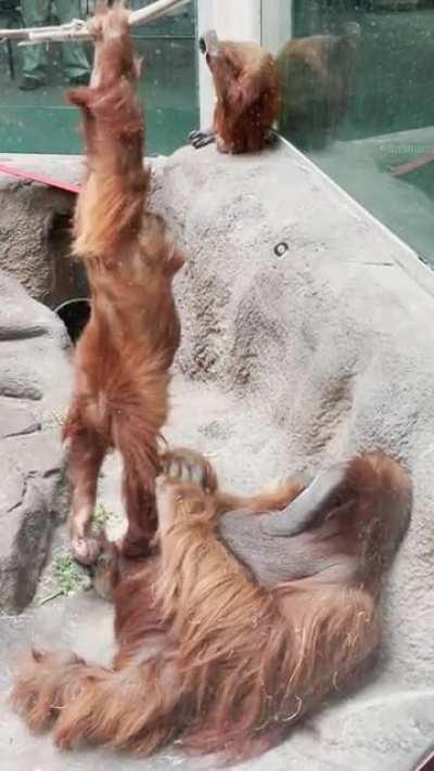 This video I took of two orangutans hanging out