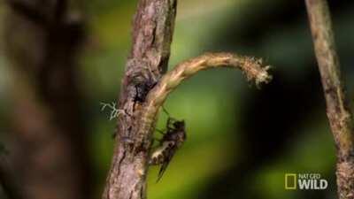 On the island of Hawaii, 18 of the 20 native species of caterpillars have evolved into carnivorous predators