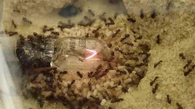 The ants are loving their new lamp.