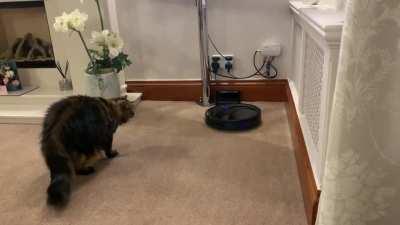 Beep Boop! Cleaning time!