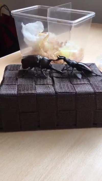 GORE ALERT! GORE ALERT! GORE ALERT!