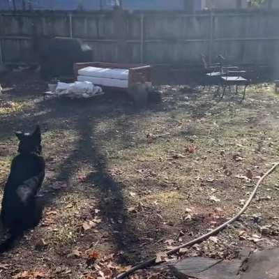 Dog is just watching the zoomies